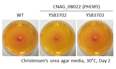 Urease phenotype for CNAG_08022T1