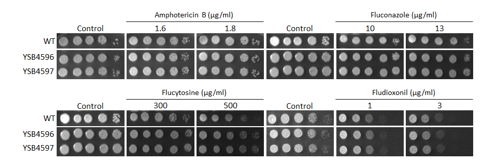 Antifungal drug susceptibility