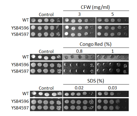 Cell wall stress phenotype