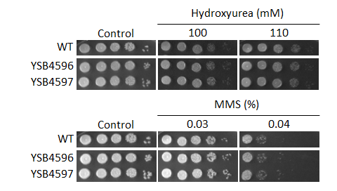 Genotoxic stress phenotype