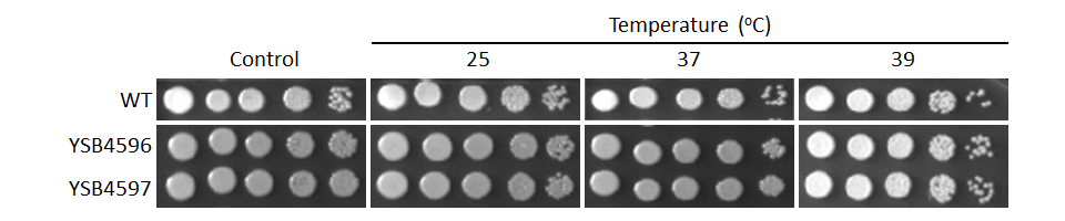 Growth phenotype