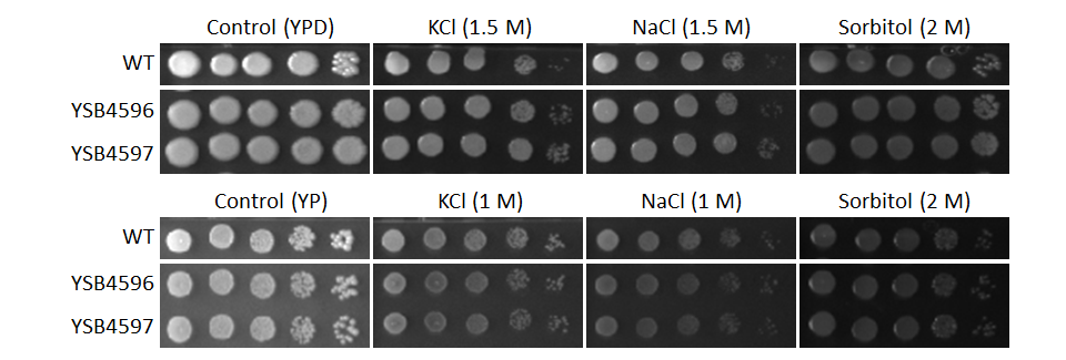 Osmotic stress phenotype