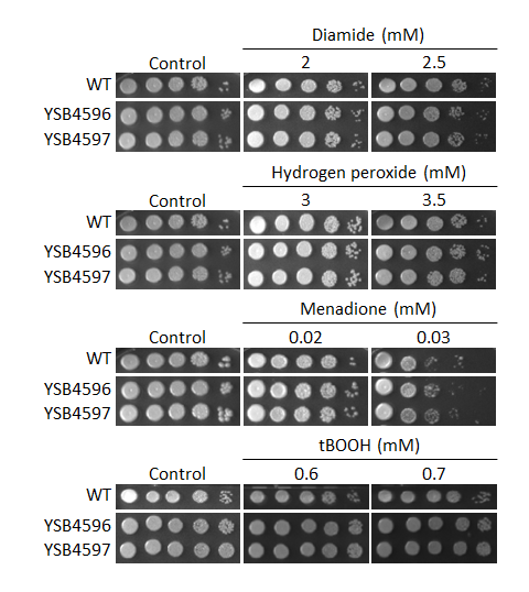 Oxidative stress phenotype
