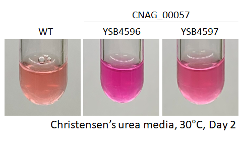 Urease phenotype