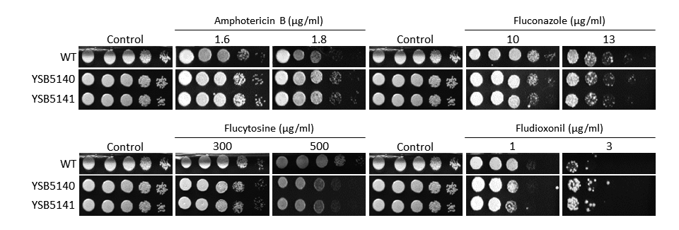 Antifungal drug susceptibility