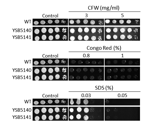Cell wall stress phenotype