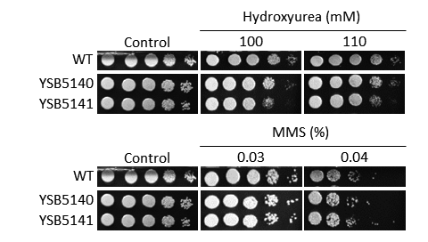 Genotoxic stress phenotype