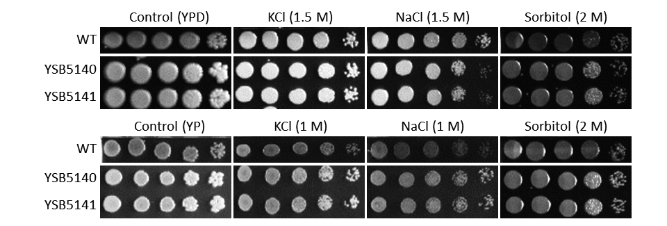 Osmotic stress phenotype
