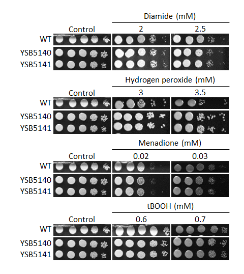 Oxidative stress phenotype
