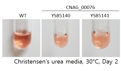 Urease phenotype