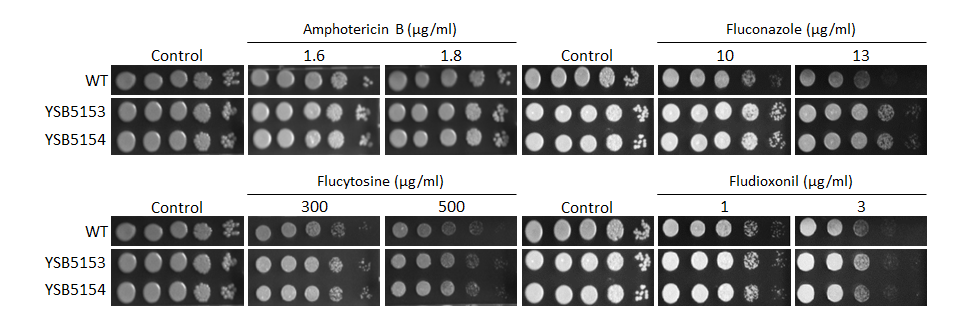Antifungal drug susceptibility