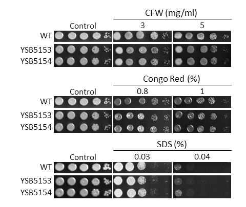 Cell wall stress phenotype