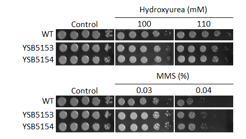 Genotoxic stress phenotype