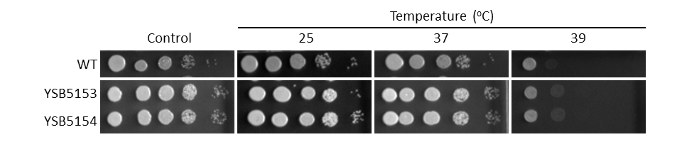 Growth phenotype