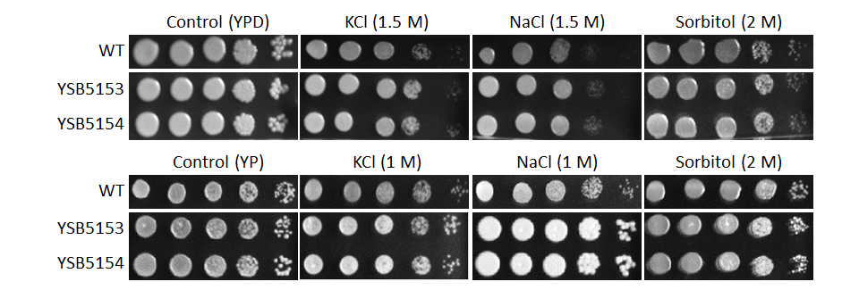 Osmotic stress phenotype