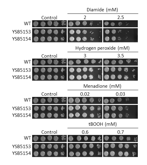 Oxidative stress phenotype