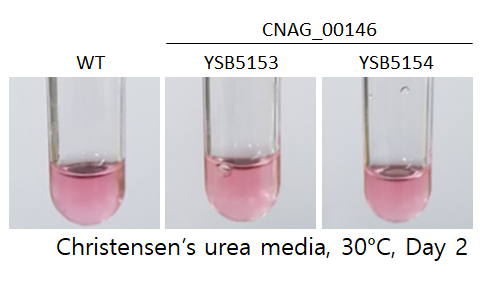 Urease phenotype