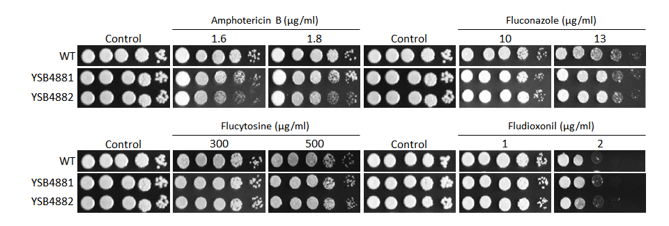 Antifungal drug susceptibility