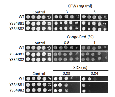 Cell wall stress phenotype