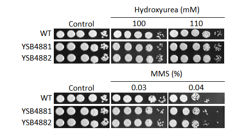Genotoxic stress phenotype
