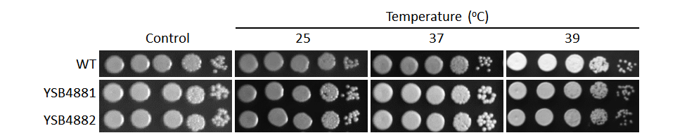 Growth phenotype