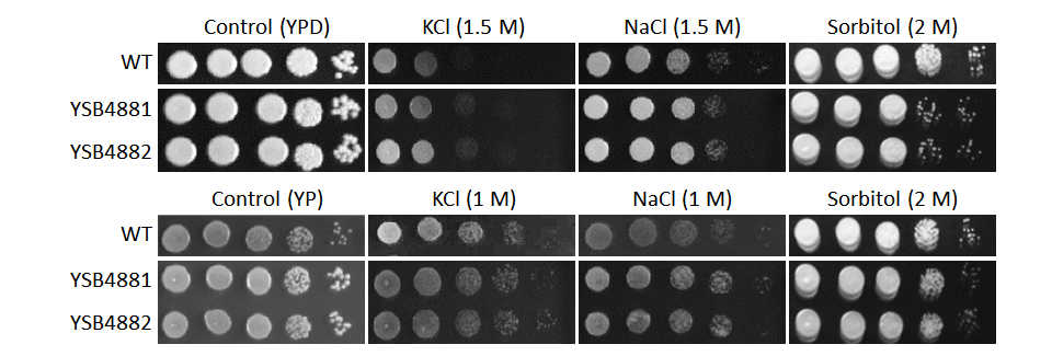 Osmotic stress phenotype