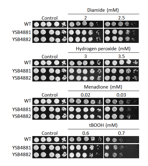 Oxidative stress phenotype