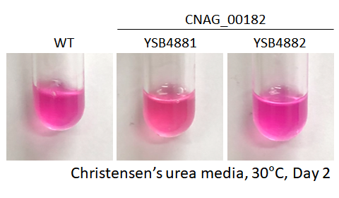 Urease phenotype