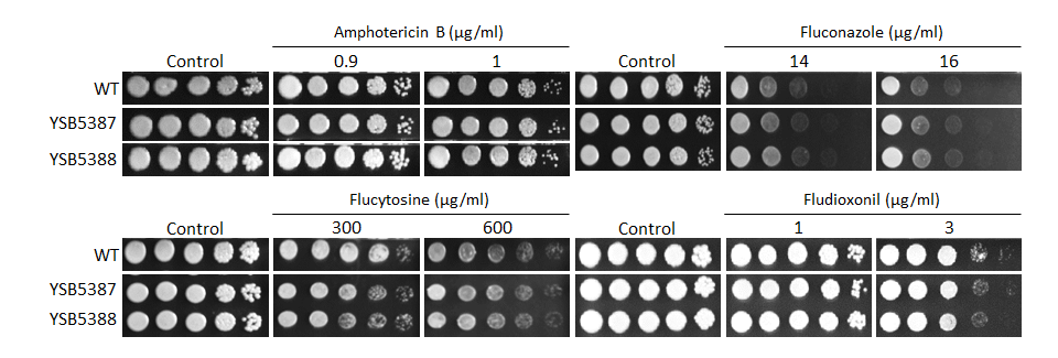 Antifungal drug susceptibility