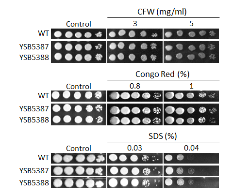 Cell wall stress phenotype