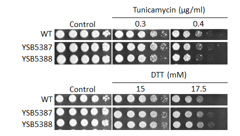 ER stress phenotype