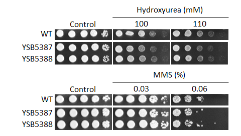 Genotoxic stress phenotype