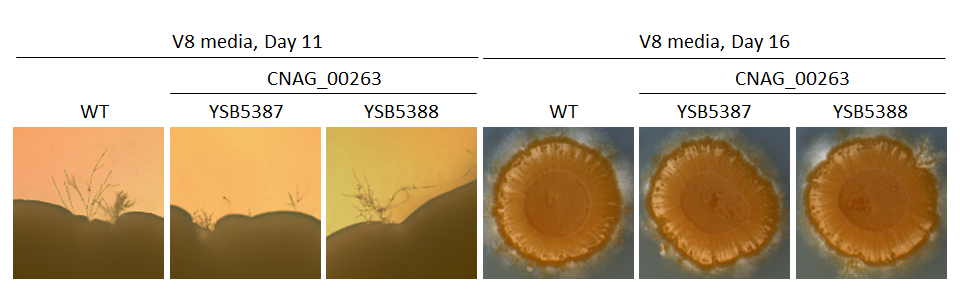 Mating phenotype