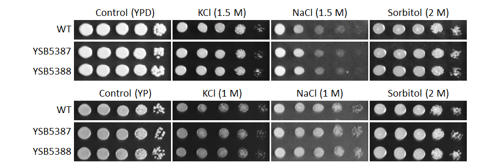 Osmotic stress phenotype