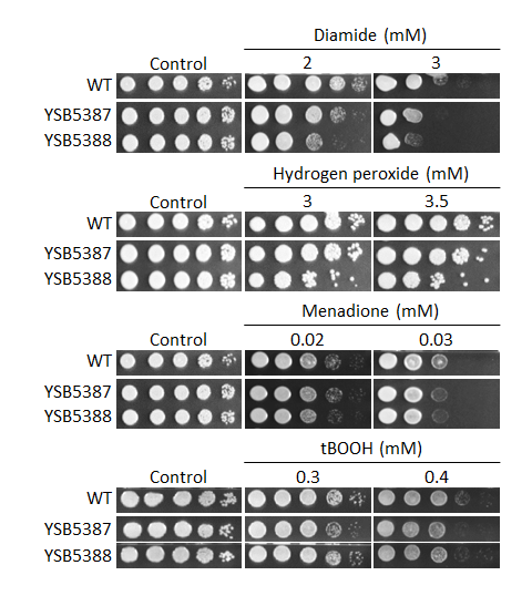 Oxidative stress phenotype