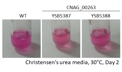 Urease phenotype