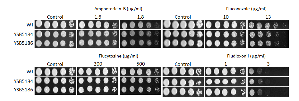 Antifungal drug susceptibility