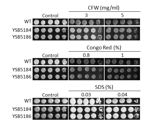Cell wall stress phenotype