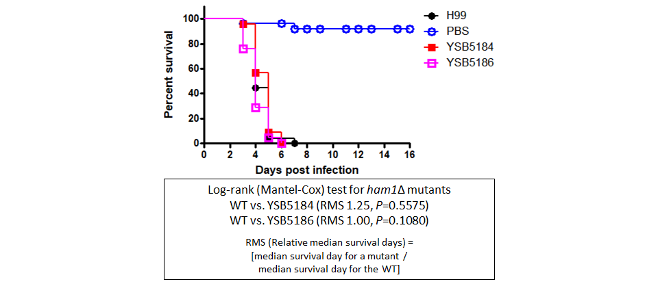Galleria mellonella virulence data