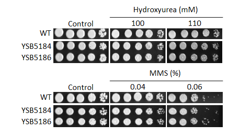 Genotoxic stress phenotype