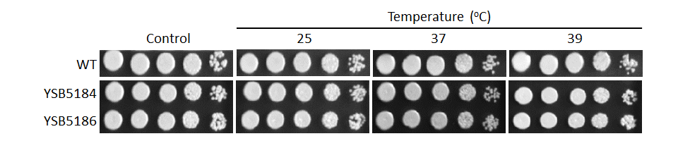 Growth phenotype