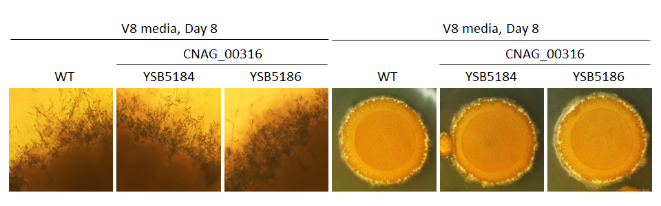 Mating phenotype
