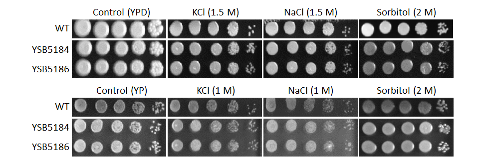 Osmotic stress phenotype