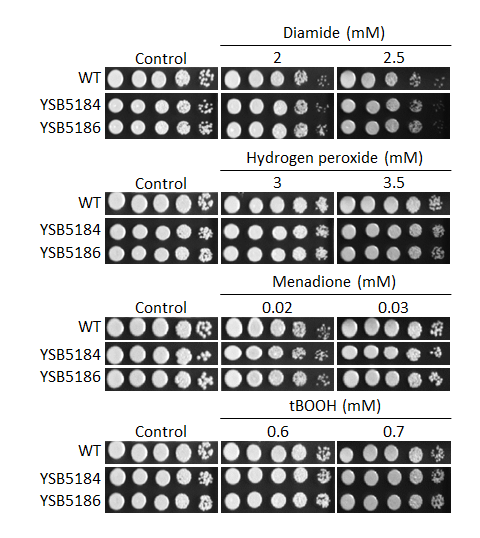 Oxidative stress phenotype