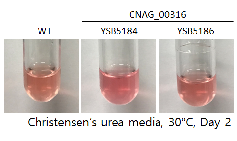 Urease phenotype