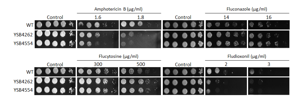 Antifungal drug susceptibility