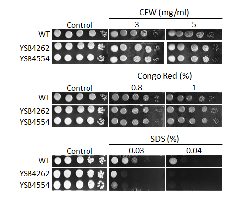 Cell wall stress phenotype