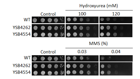 Genotoxic stress phenotype