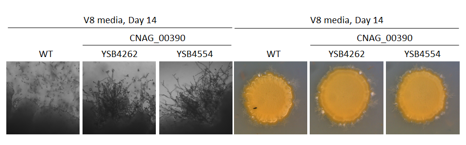 Mating phenotype