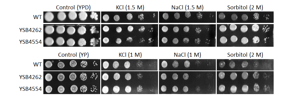 Osmotic stress phenotype